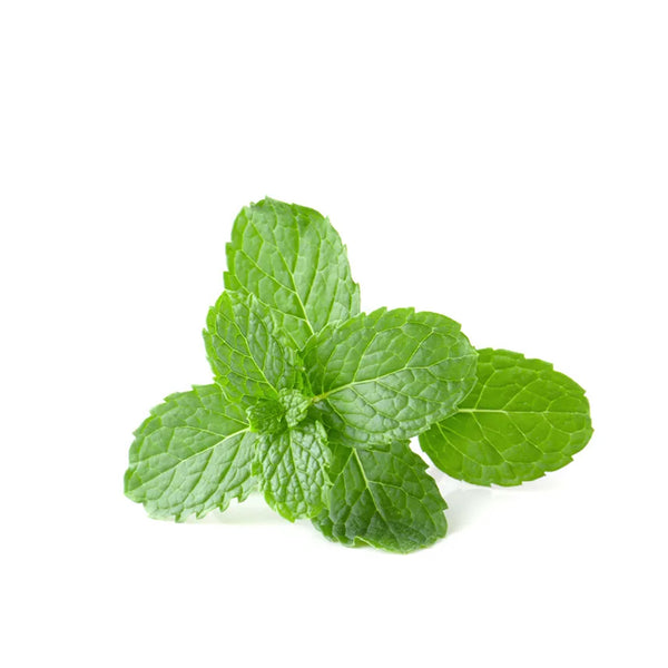 PUDINA