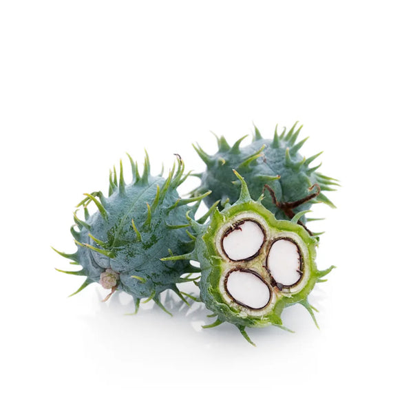 CASTOR OIL