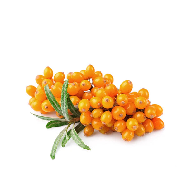 SEA BUCKTHORN