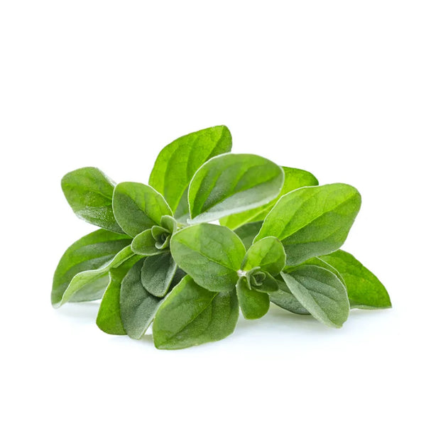 MARJORAM