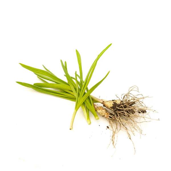 VETIVER