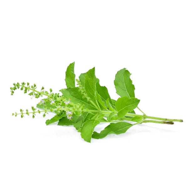 TULSI